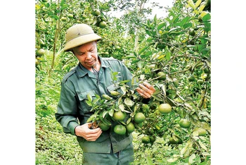 Từ vốn vay của Ngân hàng CSXH, ông Phạm Văn Công ở xã Sơn Lang, huyện Kbang (Gia Lai) đầu tư trồng cây ăn quả mang lại giá trị kinh tế cao.