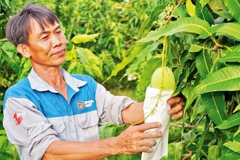 Nông dân Trần Ngọc Ẩn kiểm tra chất lượng trái xoài cát Hòa Lộc sắp thu hoạch. 