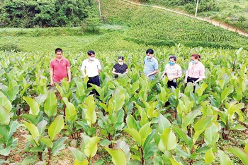 Dong riềng ở Bắc Kạn được trồng tập trung ở các huyện Na Rì và Ba Bể.