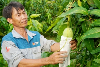 Nông dân xã Mỹ Tân, thành phố Cao Lãnh (Ðồng Tháp) chăm sóc vườn xoài cát Hòa Lộc. (Ảnh HỮU NGHĨA)