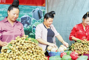 Sản phẩm nhãn thu hoạch từ các vườn ứng dụng công nghệ của huyện Sông Mã.