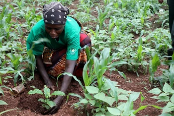 Người dân Rwanda tham gia dự án trồng cây thích ứng biến đổi khí hậu. (Ảnh IUCN)