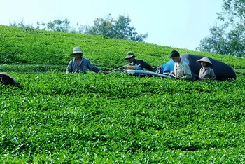 Thu hái chè tại huyện Thanh Ba, tỉnh Phú Thọ. (Ảnh THANH HÀ)