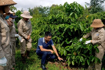 Hướng dẫn chăm sóc cây cà-phê tại vùng trồng của Công ty TNHH MTV Xuất nhập khẩu 2-9 Ðắk Lắk. (Ảnh MINH THU)