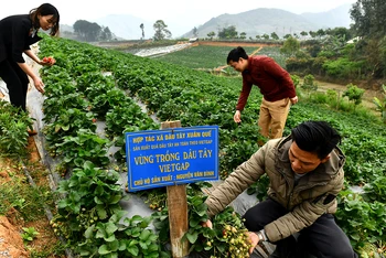  Vùng trồng dâu tây an toàn theo chương trình xây dựng nông thôn mới mang lại hiệu quả kinh tế cao cho người dân xã Cò Nòi, huyện Mai Sơn (Sơn La). (Ảnh NGUYỄN ĐĂNG)