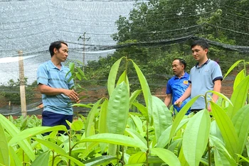 Người dân huyện Mường Nhé chuẩn bị cây quế giống sẵn sàng cho vụ trồng mới.