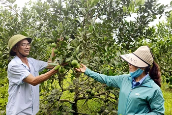 Mô hình trồng cam hữu cơ của Hợp tác xã Cây ăn quả Bến Quan được góp sức từ nguồn vốn tín dụng chính sách.