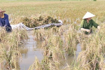 Người dân xã Văn Xá, huyện Kim Bảng (Hà Nam) thu hoạch lúa sau bão. (Ảnh ÐÀO PHƯƠNG)