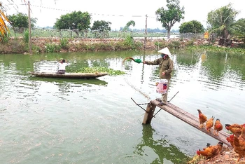 Trang trại chăn nuôi tuần hoàn với chu trình khép kín ở xã Võ Ninh, huyện Quảng Ninh, tỉnh Quảng Bình.