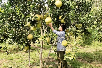 Thành viên Hợp tác xã nông lâm nghiệp Ðịa Linh, huyện Ba Bể, tỉnh Bắc Kạn (Hợp tác xã do thanh niên làm chủ) chăm sóc cây ăn quả. 