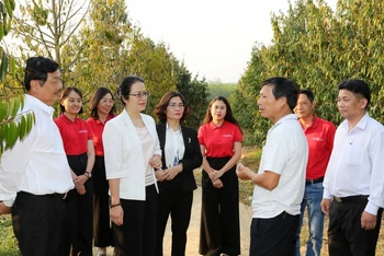 Ông Bùi Văn Quyển (áo trắng thứ hai từ phải sang) giới thiệu với Đoàn cán bộ Agribank về mô hình trồng sầu riêng được hình thành nên từ vốn vay ngân hàng.