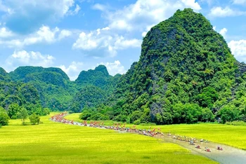 Cánh đồng lúa vàng tuyệt đẹp ở Tam Cốc làm say lòng du khách. 