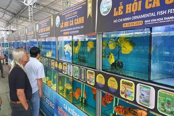 Người dân tham quan các loại cá cảnh đẹp mắt tại Lễ hội