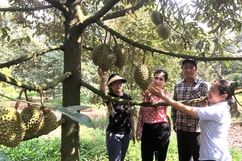 Một vườn trái cây ở thành phố Long Khánh.