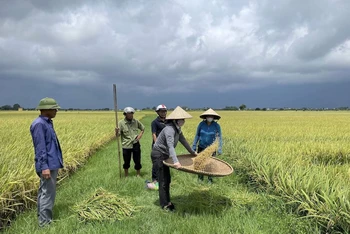 Những thửa ruộng tươi tốt của nông dân xã Ngũ Phúc, huyện Kiến Thụy trồng theo phương pháp hữu cơ.