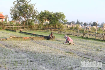 Vụ chính Đông Xuân này, các hộ nông dân trồng từ vài năm m2 đến 1ha kiệu, chỉ mong một mùa bội thu.