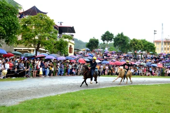 Đua ngựa thồ, với những kị sĩ nông dân là nét đặc sắc của Festival "Cao nguyên trắng Bắc Hà"-2023. (Ảnh: QUỐC HỒNG)