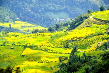 Mùa này, lúa ruộng bậc thang ở Bát Xát chín như dát vàng trên những sườn núi, tạo nên bức tranh tuyệt đẹp. (Ảnh: QUỐC HỒNG)