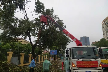 Trung tâm Công viên cây xanh Huế đang hỗ trợ Hà Nội thu dọn cây gãy, đỗ trong bão số 3.