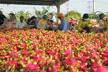 Nông dân xã Hòa Phú, huyện Châu Thành, tỉnh Long An thu hoạch thanh long. (Ảnh: Thanh Phong).