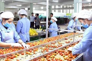 Lao động tại Công ty TNHH Sản xuất thương mại nông sản Phong Thúy huyện Ðức Trọng, tỉnh Lâm Ðồng (Ảnh minh họa: nhandan.vn).