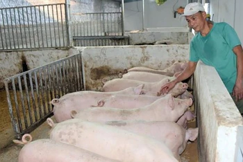 Nông dân xã Thủy Bằng, thành phố Huế, Thừa Thiên Huế, chăm sóc đàn lợn. (Ảnh: Hoàng Anh)