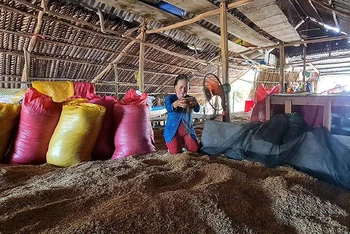 Hơn 5 tấn thóc của gia đình bà Nguyễn Thị Nga (ấp Nguyễn Tòng, xã Biển Bạch Đông, huyện Thới Bình ) bị từ chối thu mua vì không đạt chuẩn về độ ẩm.
