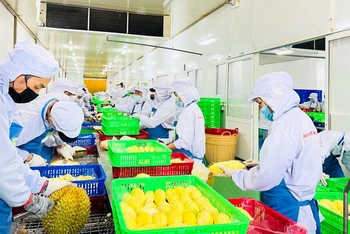 Sơ chế sầu riêng xuất khẩu tại Công ty cổ phần Tập đoàn Xuất nhập khẩu trái cây Chánh Thu. (Ảnh MINH HÀ)
