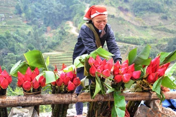 Đồng bào Dao Đỏ mang những bông hoa chuối rừng đỏ tươi xuống chợ, góp thêm sắc màu ngày Tết. (Ảnh: Quốc Hồng)