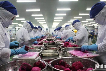 Công nhân một dây chuyền sản xuất của Công ty Lavi Food, Bến Lức, Long An. (Ảnh: Thanh Phong) 