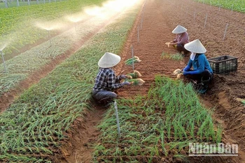 Nông dân xã Quỳnh Liên, thị xã Hoàng Mai (Nghệ An) tích cực chuyển đổi cơ cấu cây trồng cho thu nhập cao. (Ảnh: Tâm Châu)