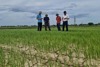Hàng trăm ha lúa ở Nghi Phương, huyện Nghi Lộc, Nghệ An, phải đối mặt với hạn hán và xâm nhập mặn. (Ảnh: Thành Châu)