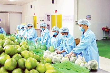Lao động làm việc tại doanh nghiệp xuất khẩu trái cây. (Ảnh: MINH HÀ)