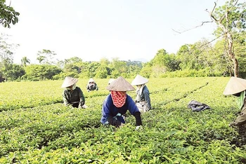 Mô hình trồng chè sạch tại xã Ba Trại, huyện Ba Vì. (Ảnh: nhandan.vn)