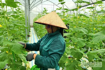 Mô hình trồng dưa hữu cơ ở xã Quảng Tân, huyện Đầm Hà, Quảng Ninh. (Ảnh: Quang Thọ)