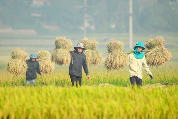 Nông dân Điện Biên thu hoạch lúa mùa. (Ảnh: Lê Lan)