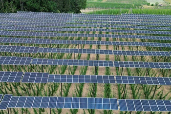 Pin năng lượng mặt trời được lắp tại một đồn điền ở Đức. (Ảnh REUTERS)