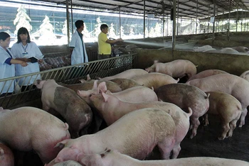 Nuôi lợn theo hướng an toàn sinh học tại huyện Xuân Lộc, Đồng Nai. (Ảnh: nhandan.vn)