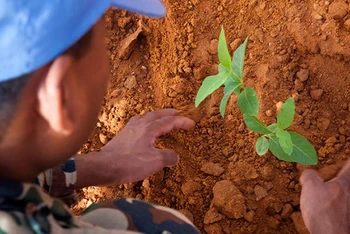 Một nhân viên gìn giữ hòa bình của Nepal thuộc Phái bộ Hỗn hợp Liên hợp quốc-Liên minh châu Phi tại Darfur, Sudan (UNAMID) trồng cây bên ngoài Trụ sở UNAMID ở El Fasher, Sudan. (Ảnh: UN)