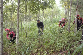 Người dân ở Lai Châu tích cực tham gia bảo vệ, khoanh nuôi và trồng rừng. Ảnh: TUẤN THỊNH