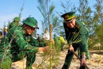 Bộ đội biên phòng Quảng Bình tham gia trồng cây phi-lao chắn gió ven biển, tháng 2/2024. (Ảnh: HƯƠNG GIANG) 