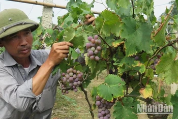 Người dân thôn Nà Chuông, Mai Pha (thành phố Lạng Sơn) ứng dụng khoa học kỹ thuật chăm sóc cây nho Tảo hồng cho năng suất cao. (Ảnh: HÙNG TRÁNG)