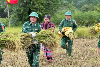 Bộ đội Biên phòng Thừa Thiên Huế giúp dân gặt lúa trước khi cơn bão số 3 đổ bộ vào.