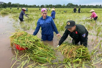 Giúp dân thu hoạch lúa.