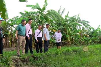 Cán bộ Ngân hàng Chính sách tỉnh Cà Mau kiểm tra mô hình nuôi cá đồng của ông Đinh Văn Tấn, ấp Kinh Cũ, xã Trần Hợi, huyện Trần Văn Thời.