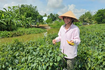 Gia đình chị Phượng đã khấm khá lên nhờ trồng ớt. 