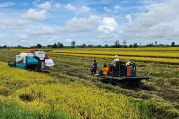 Việc bổ sung hoàn thiện "Quy trình kỹ thuật sản xuất lúa chất lượng cao và phát thải thấp vùng đồng bằng sông Cửu Long" là cần thiết.