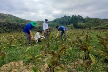 Sở Nông nghiệp và phát triển nông thôn Bắc Kạn kiểm tra tình hình hạn hán tại xã Phúc Lộc, huyện Ba Bể. (Ảnh: THU TRANG)