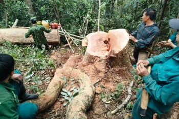Bộ đội Biên phòng bắt quả tang các đối tượng có hành vi xâm hại tài nguyên rừng.