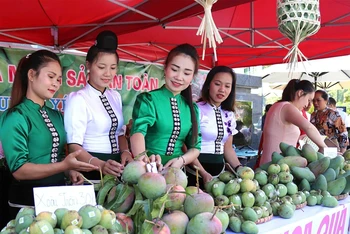 Chủ trương phát triển nông nghiệp đúng đắn, tư duy đột phá, Sơn La đã trở thành trung tâm sản xuất, chế biến rau quả lớn nhất vùng Tây Bắc. (Ảnh QUỲNH NGA)